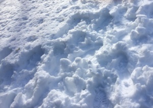 降り積もったまっさらな雪の上を踏みしめてみました