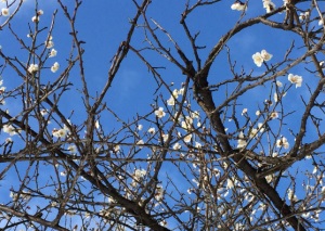 春の訪れを感じさせる青空と白い梅の花